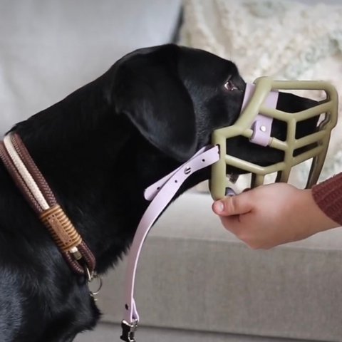 The Muzzle Movement Neli muzzle in khaki with pastel purple biothane strapping on a black Labrador 