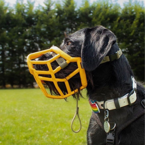 The Muzzle Movement Neli muzzle in orange with military olive biothane strapping on a black pointer type