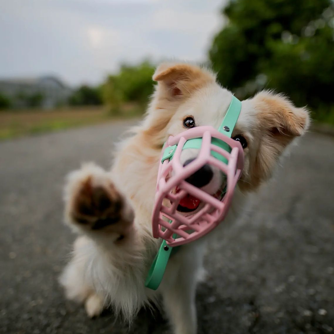 The Muzzle Movement Neli muzzle in pastel pink with Caribbean green biothane strapping  on a collie