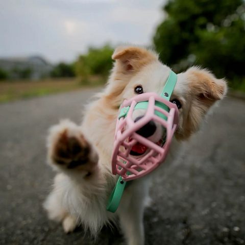 The Muzzle Movement Neli muzzle in pastel pink with Caribbean green biothane strapping  on a collie