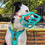 The Muzzle Movement Neli muzzle in teal with orange biothane strapping on a black and white collie