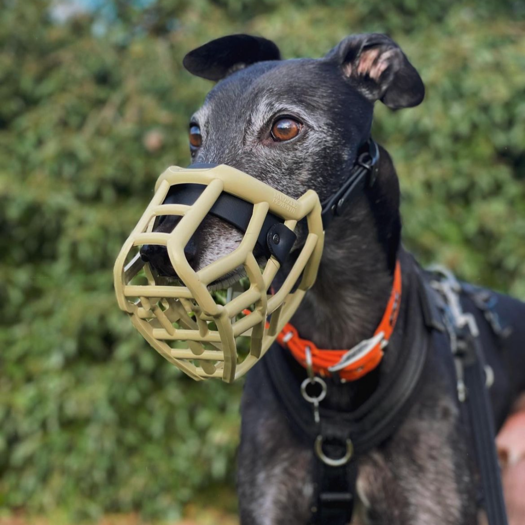 The Muzzle Movement Neli muzzle on a black Greyhound in Khaki with black biothane strapping