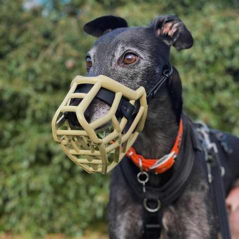 The Muzzle Movement Neli muzzle on a black Greyhound in Khaki with black biothane strapping