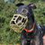 The Muzzle Movement Neli muzzle on a black Greyhound in Khaki with black biothane strapping