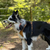 The Muzzle Movement Neli muzzle on a black and white collie in khaki and military olive biothane strapping