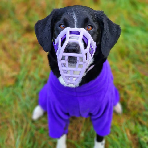 The Muzzle Movement Neli muzzle on a black dog in lilac with violet Biothane strapping