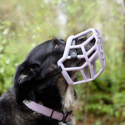 Foam padded nose band bundle for Trade