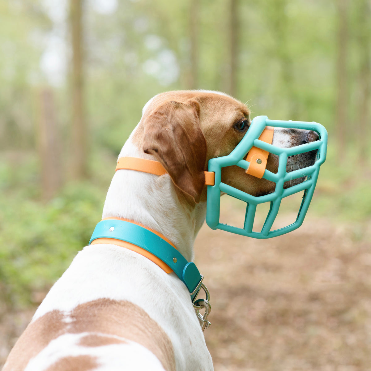 Neli* Dog Muzzle Collar and Lead set