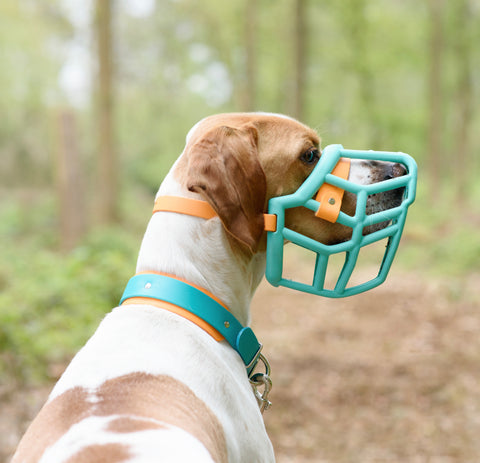 The Muzzle Movement Neli muzzle on a pointer in teal with peach biothane strapping