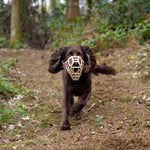 The Muzzle Movement Neli muzzle on a spaniel in khaki with wine biothane strapping