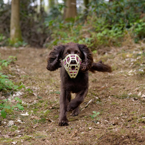 The Muzzle Movement Neli muzzle on a spaniel in khaki with wine biothane strapping