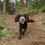 The Muzzle Movement Neli muzzle on a spaniel in khaki with wine biothane strapping