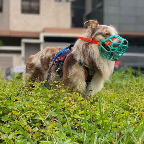 The Muzzle Movement Neli muzzle on an Australian Shepherd in teal with orange biothane strapping