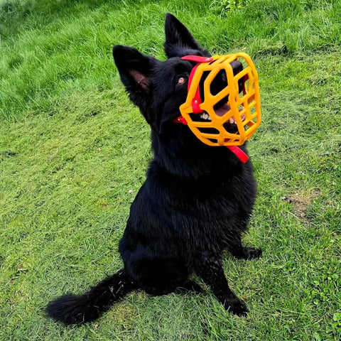 Size Taz Dog Muzzle - Made to order muzzle with colour customisation