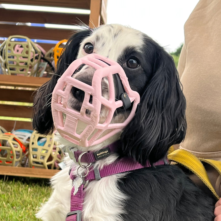 PRE ORDER Pastel Pink Size Jimmy Dog Muzzle - Made to order muzzle with colour customisation (shipping March 2027) (Clara test)