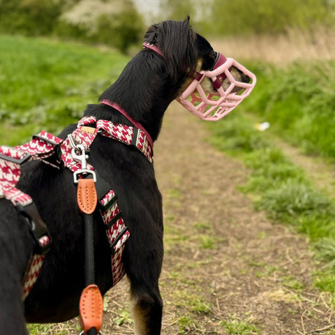 Size Rex Dog Muzzle - Made to order muzzle with colour customisation