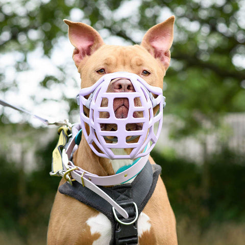 Size Pippa Dog Muzzle Pre Order - Made to order muzzle with colour customisation - SHIPPING DUE TO START FROM THE 8TH DECEMBER 2025