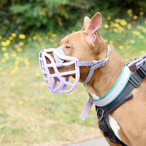 Size Pippa Dog Muzzle Pre Order - Made to order muzzle with colour customisation - SHIPPING DUE TO START FROM THE 8TH DECEMBER 2025