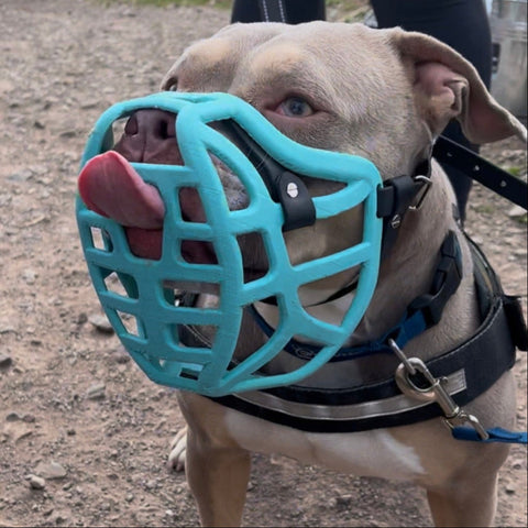 Size Pippa Dog Muzzle Pre Order - Made to order muzzle with colour customisation - SHIPPING DUE TO START FROM THE 8TH DECEMBER 2025