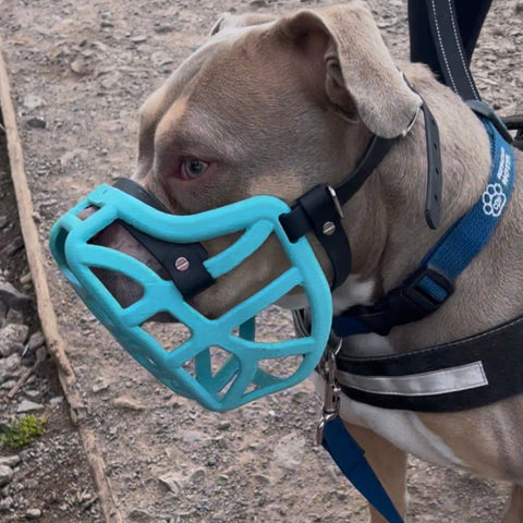 Size Pippa Dog Muzzle Pre Order - Made to order muzzle with colour customisation - SHIPPING DUE TO START FROM THE 8TH DECEMBER 2025