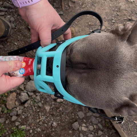 The Muzzle Movement Size Pippa Dog Muzzle for Trade Pre Order - SHIPPING DUE TO START FROM THE 8TH DECEMBER 2025