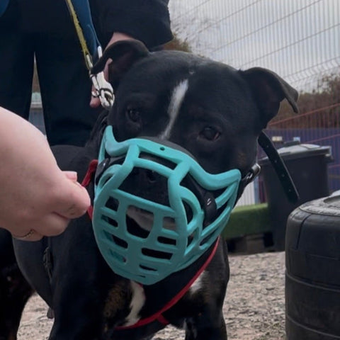 Size Pippa Dog Muzzle Pre Order - Made to order muzzle with colour customisation - SHIPPING DUE TO START FROM THE 8TH DECEMBER 2025