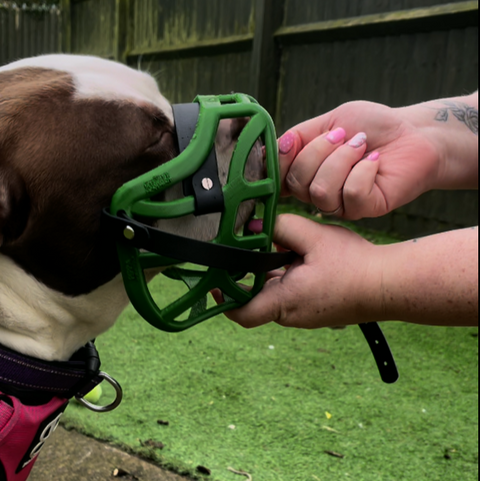 The Muzzle Movement Size Pippa Dog Muzzle for Trade Pre Order - SHIPPING DUE TO START FROM THE 8TH DECEMBER 2025
