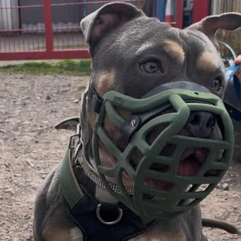 The Muzzle Movement Size Pippa Dog Muzzle for Trade Pre Order - SHIPPING DUE TO START FROM THE 8TH DECEMBER 2025
