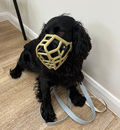 The Muzzle Movement Size Rex Dog Muzzle for Trade