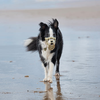 Collie wearing a khaki Rex muzzle outdoors