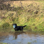 The Muzzle Movement Rex muzzle blue