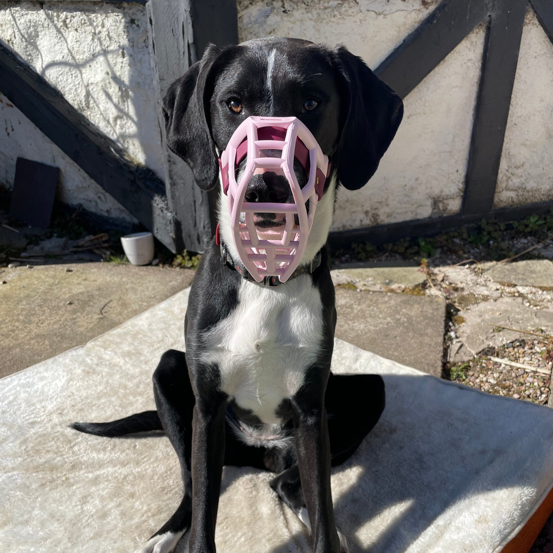 The Muzzle Movement Rex pink 