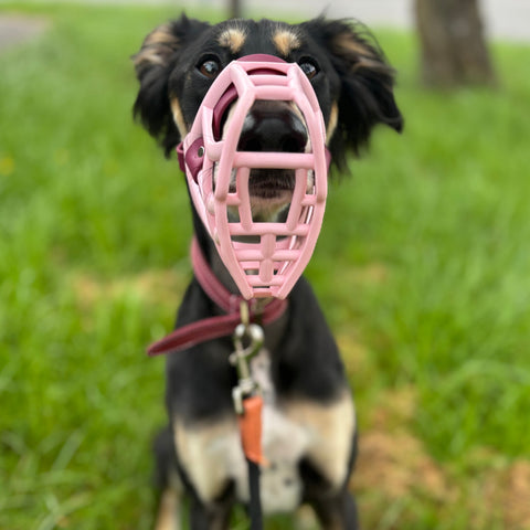 Size Rex Dog Muzzle - Made to order muzzle with colour customisation