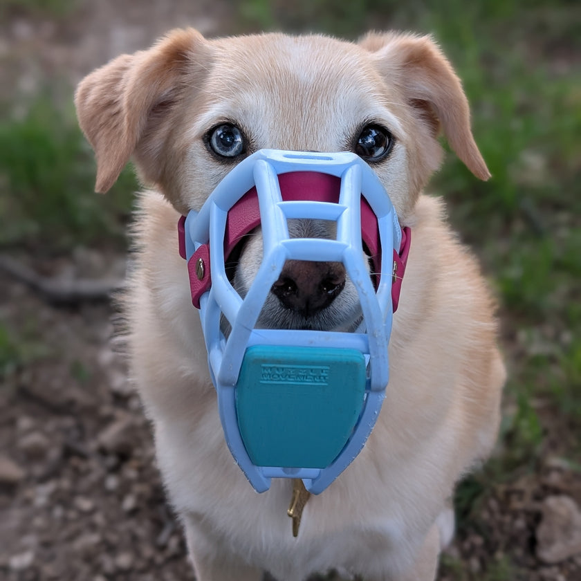 Size Rex Baby Blue Dog Muzzle - Made to order muzzle with colour customisation cl