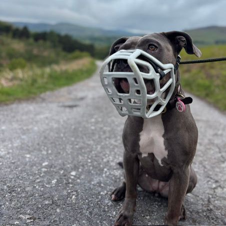 Size Harry 2.0 Dog Muzzle - Made to order muzzle with colour customisation