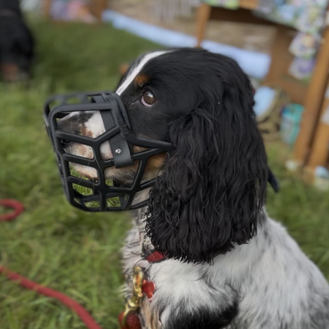 PRE ORDER Size Jimmy Dog Muzzle - Made to order muzzle with colour customisation (shipping March 2027)