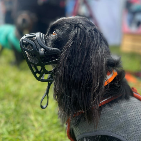 PRE ORDER Size Mia Dog Muzzle - Made to order muzzle with colour customisation (shipping September 2026)