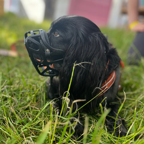 PRE ORDER Size Mia Dog Muzzle - Made to order muzzle with colour customisation (shipping September 2026)