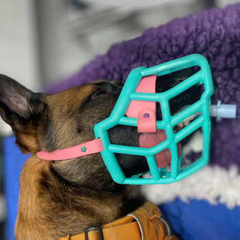 Dog being fitted with a muzzle at the vet