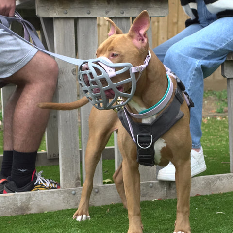 Size Pippa Dog Muzzle Pre Order - Made to order muzzle with colour customisation - SHIPPING DUE TO START FROM THE 8TH DECEMBER 2025
