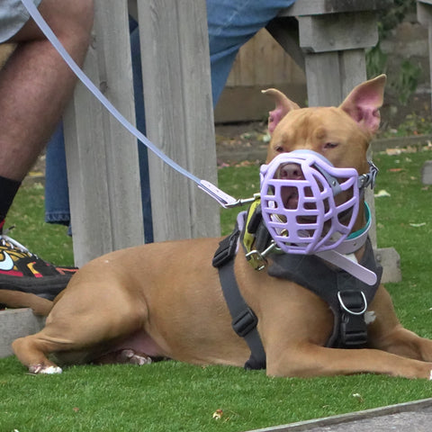 The Muzzle Movement Size Pippa Dog Muzzle for Trade Pre Order - SHIPPING DUE TO START FROM THE 8TH DECEMBER 2025