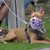 The Muzzle Movement Size Pippa Dog Muzzle for Trade Pre Order - SHIPPING DUE TO START FROM THE 8TH DECEMBER 2025