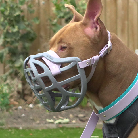 The Muzzle Movement Size Pippa Dog Muzzle for Trade Pre Order - SHIPPING DUE TO START FROM THE 8TH DECEMBER 2025