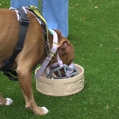 The Muzzle Movement Size Pippa Dog Muzzle for Trade Pre Order - SHIPPING DUE TO START FROM THE 8TH DECEMBER 2025