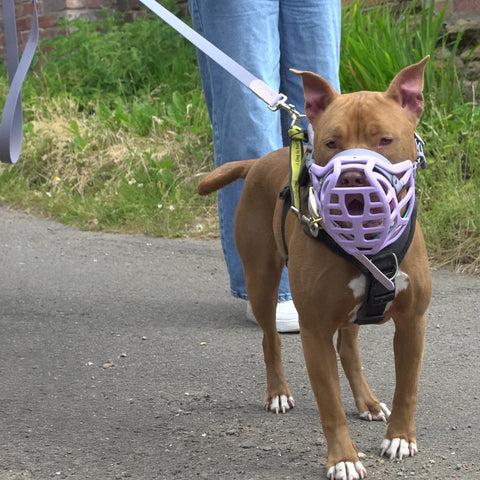 The Muzzle Movement Size Pippa Dog Muzzle for Trade Pre Order - SHIPPING DUE TO START FROM THE 8TH DECEMBER 2025