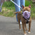 The Muzzle Movement Size Pippa Dog Muzzle for Trade Pre Order - SHIPPING DUE TO START FROM THE 8TH DECEMBER 2025