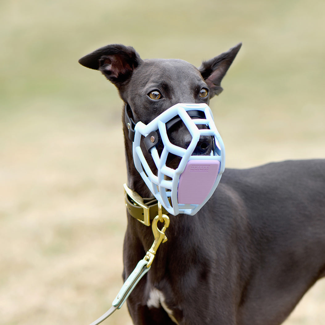 Size Rex Dog Muzzle - Made to order muzzle with colour customisation ...