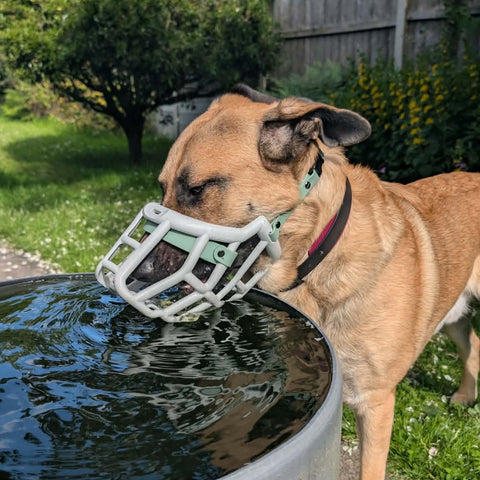 Size Sunny Dog Muzzle- Made to order muzzle with colour customisation