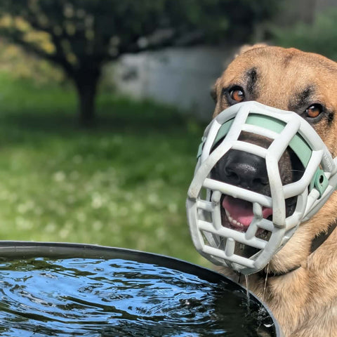 Size Sunny Dog Muzzle- Made to order muzzle with colour customisation