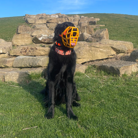 Size Taz Dog Muzzle - Made to order muzzle with colour customisation